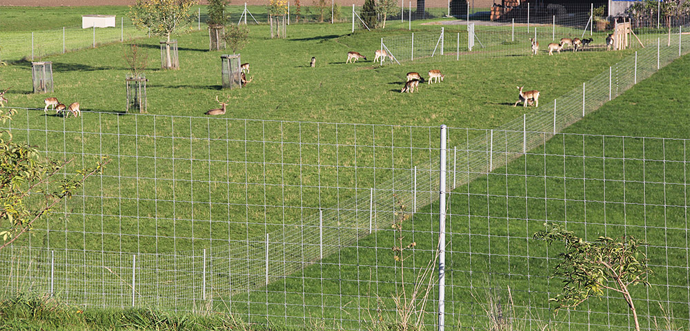 Tierhaltung-Hirschgehege-Knotengitterzaun.jpg 